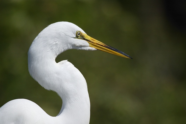 Great Egret 01