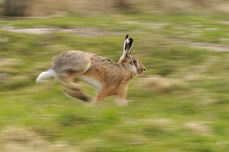 Hare on the run / Hare på flugt