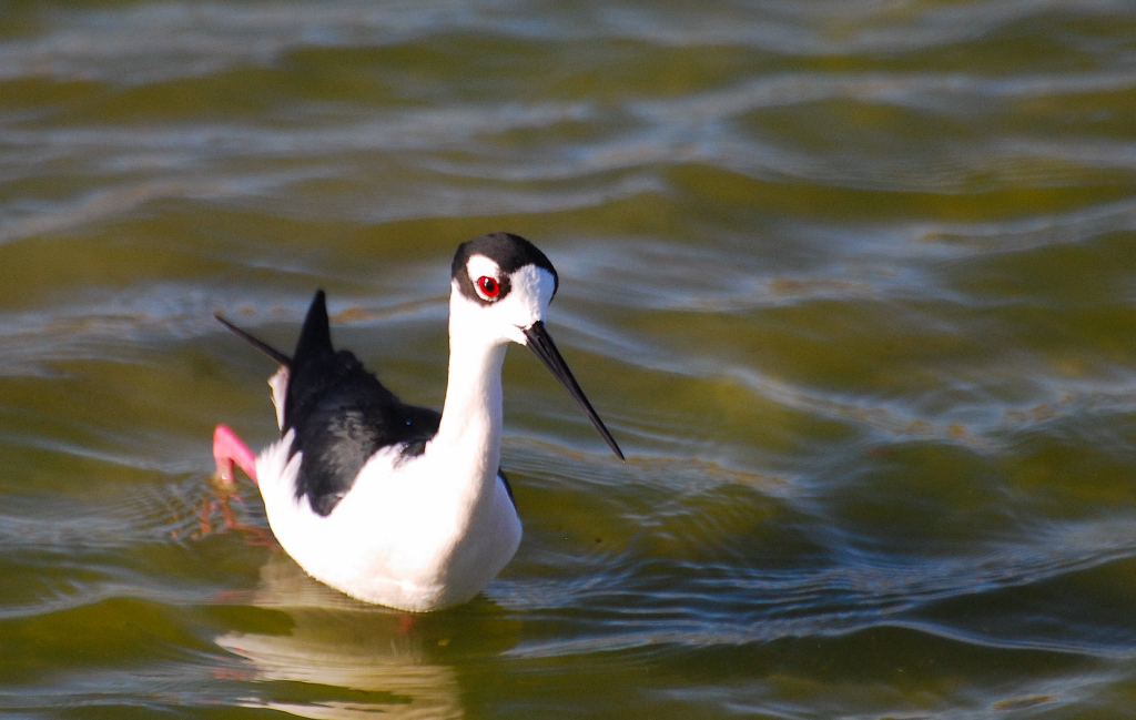 Black-necked Stilt