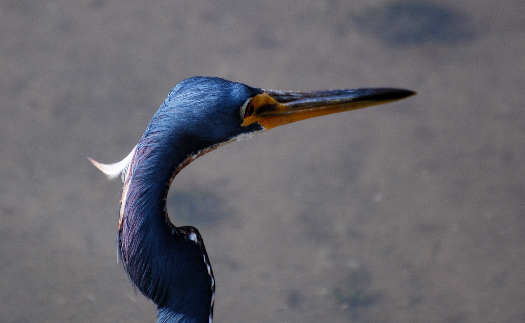 Tricolored Heron