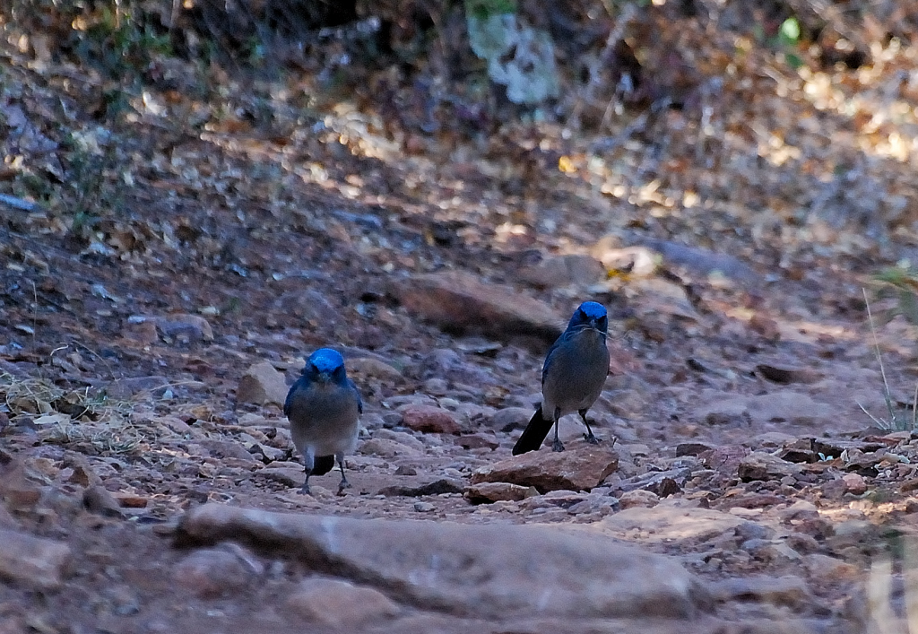 Mexican Jay
