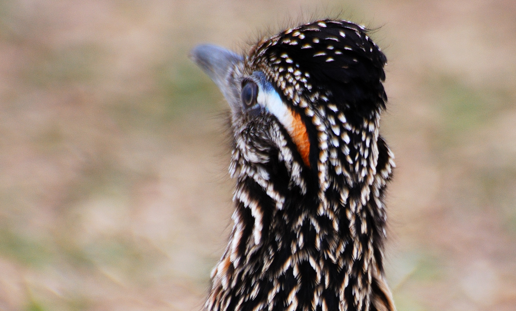 Greater Roadrunner