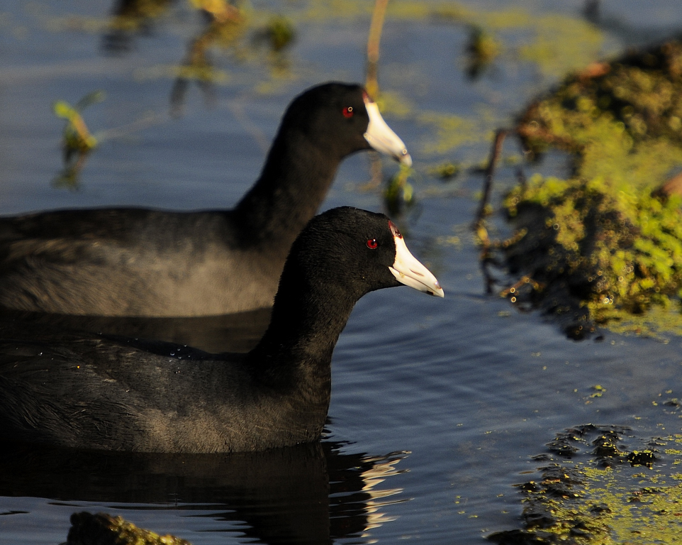 American Coot