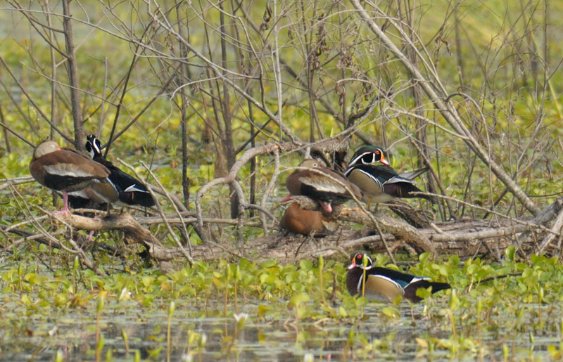 Wood Ducks