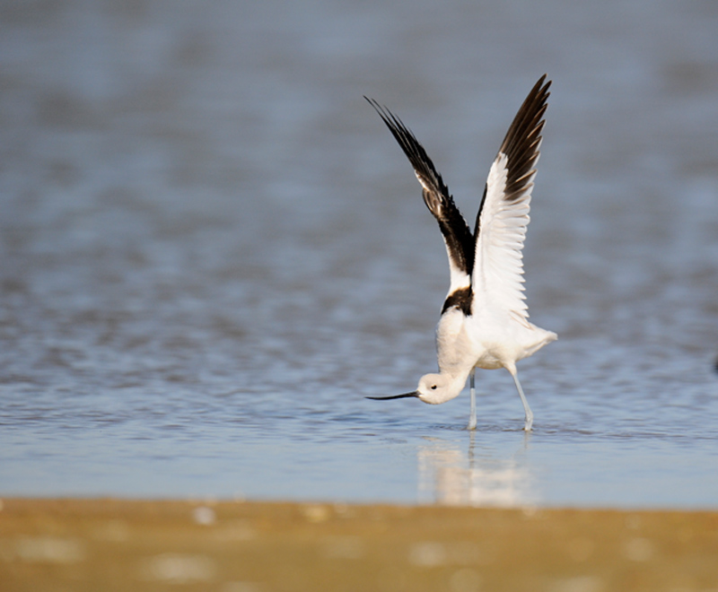 American Avocet