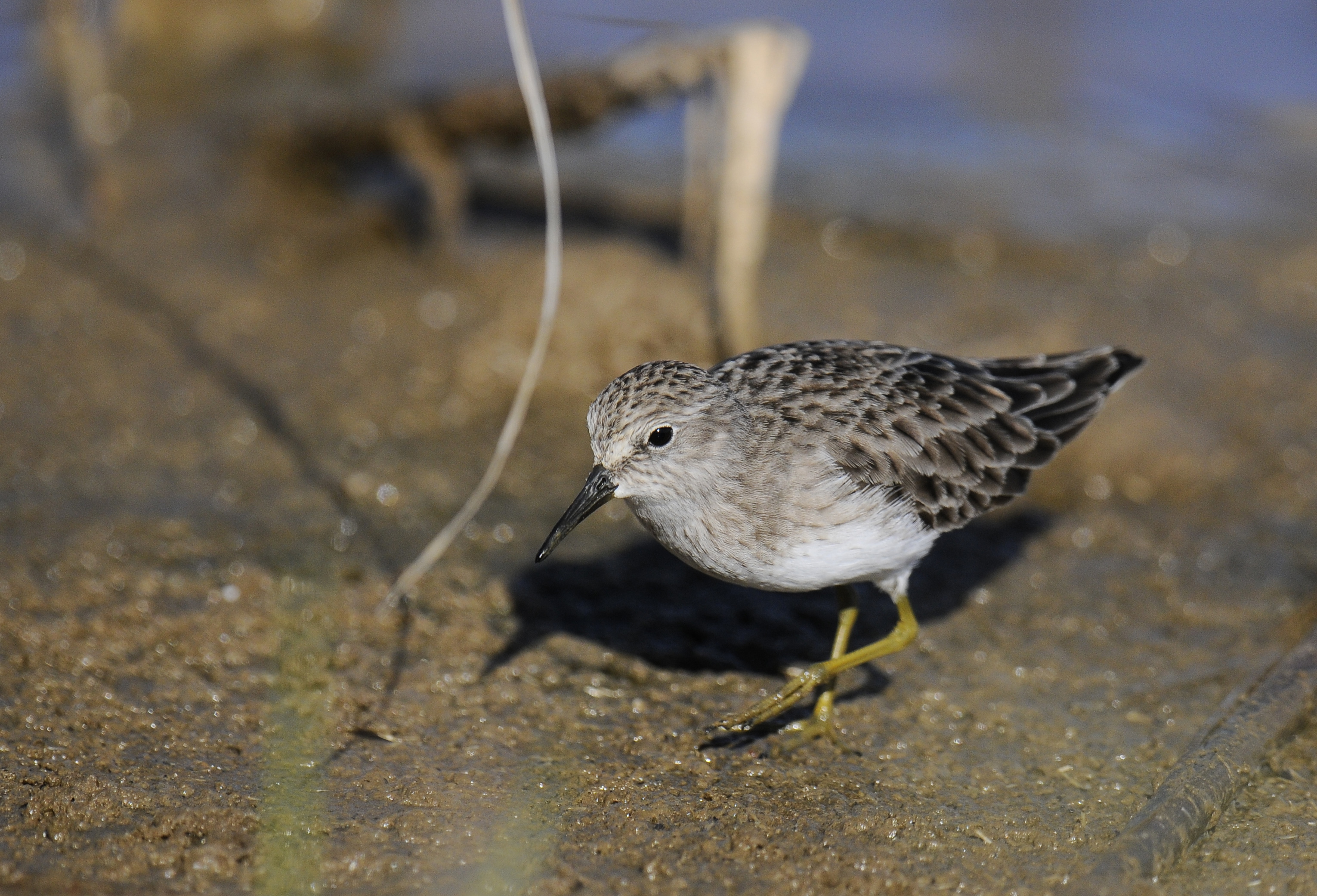 Least Sandpiper