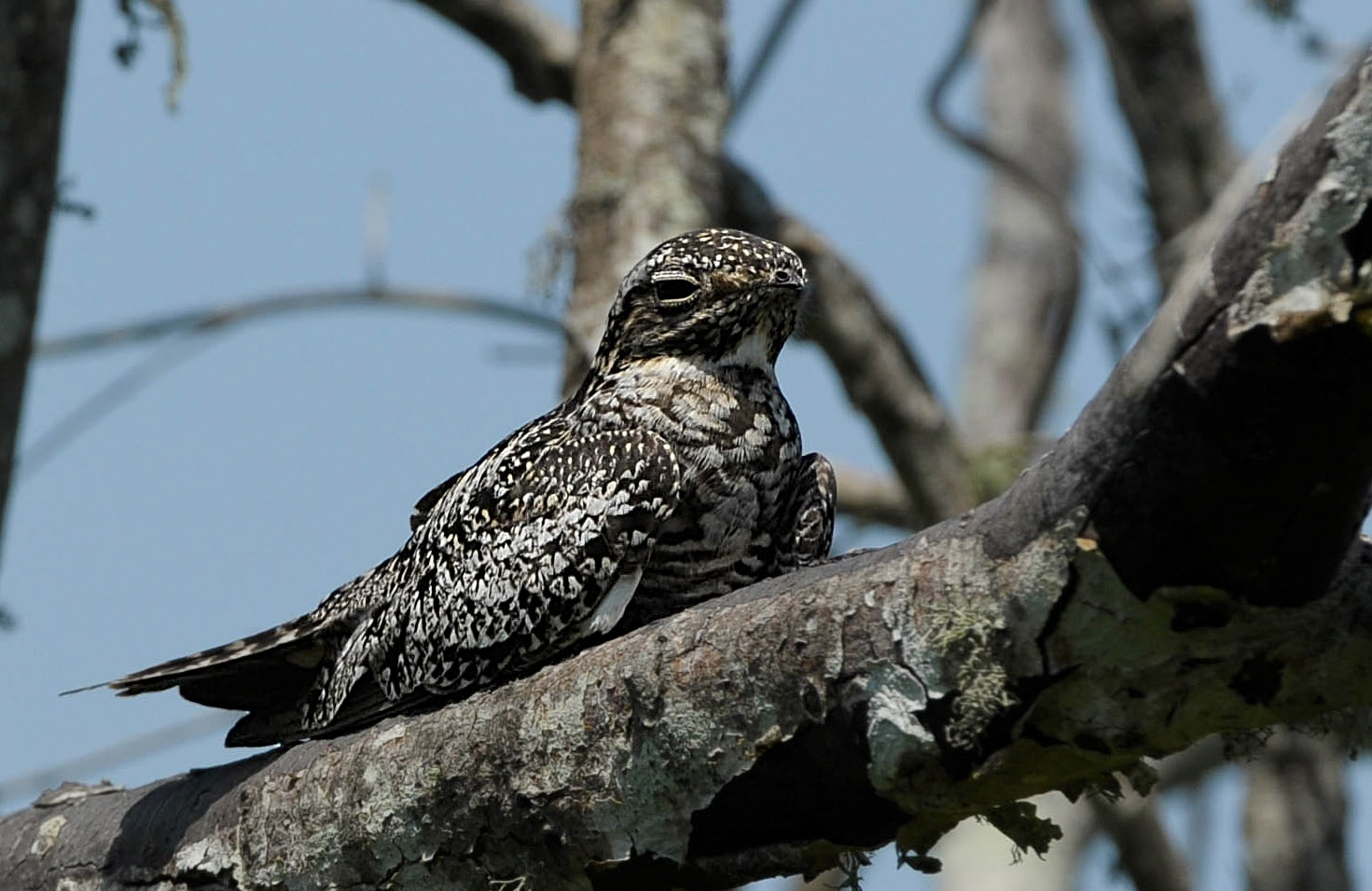 Common Nighthawk