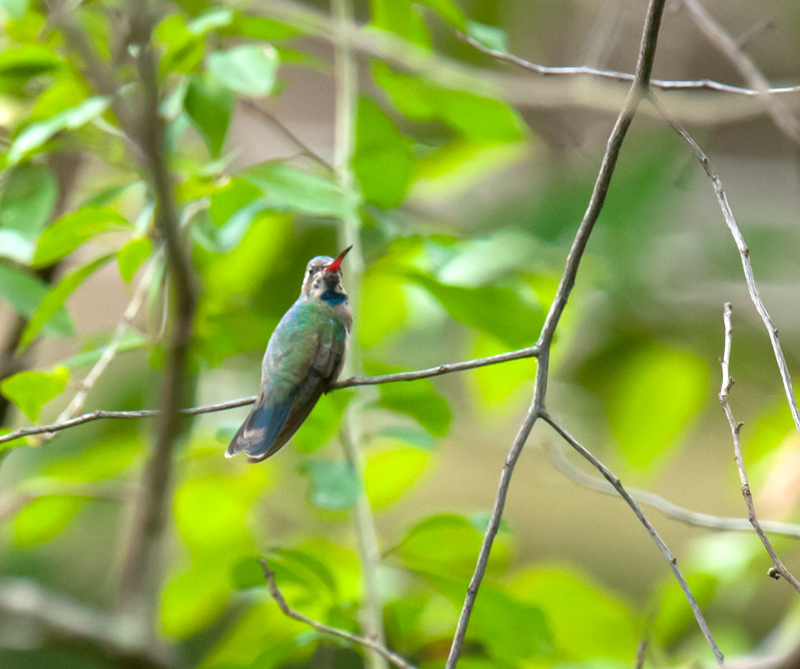 Broad-Billed Hummingbird
