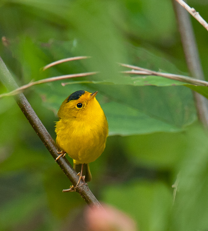 Wilsons Warbler