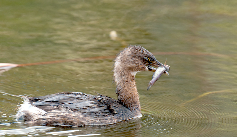 Pied-Billed Grebe