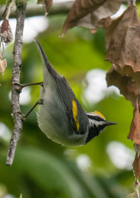 Golden-winged Warbler