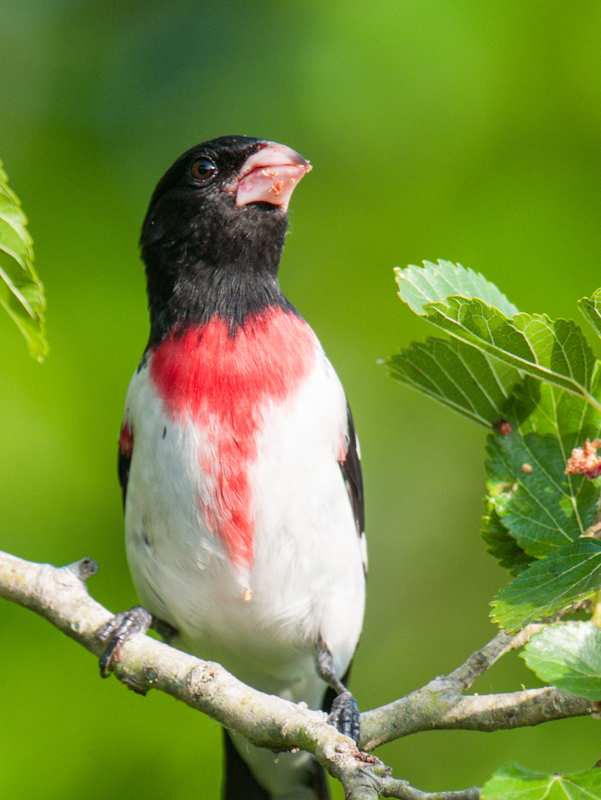 Rose-breasted Grosbeak