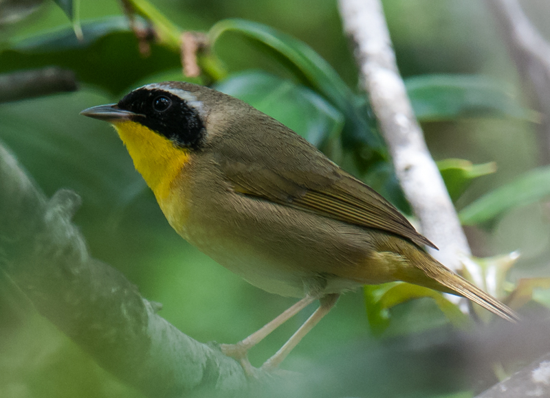 Common Yellowthroat 