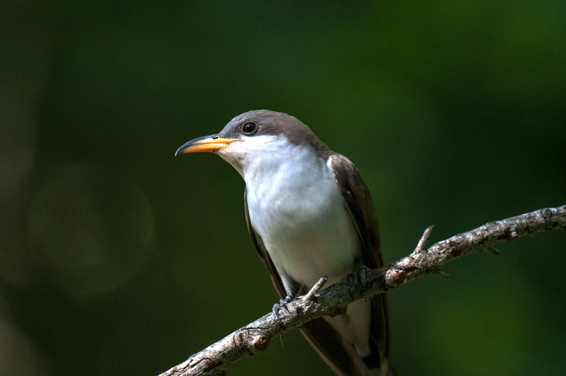 Yellow-billed Cuckoo