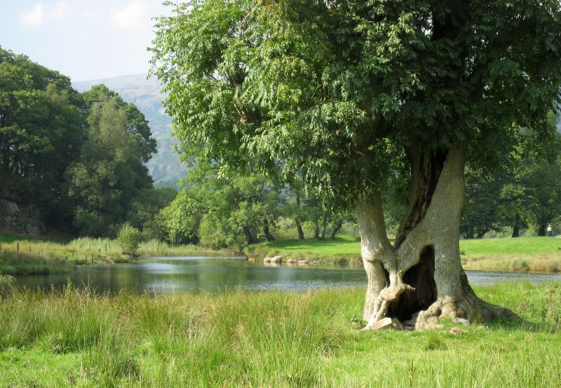 Elterwater Tree