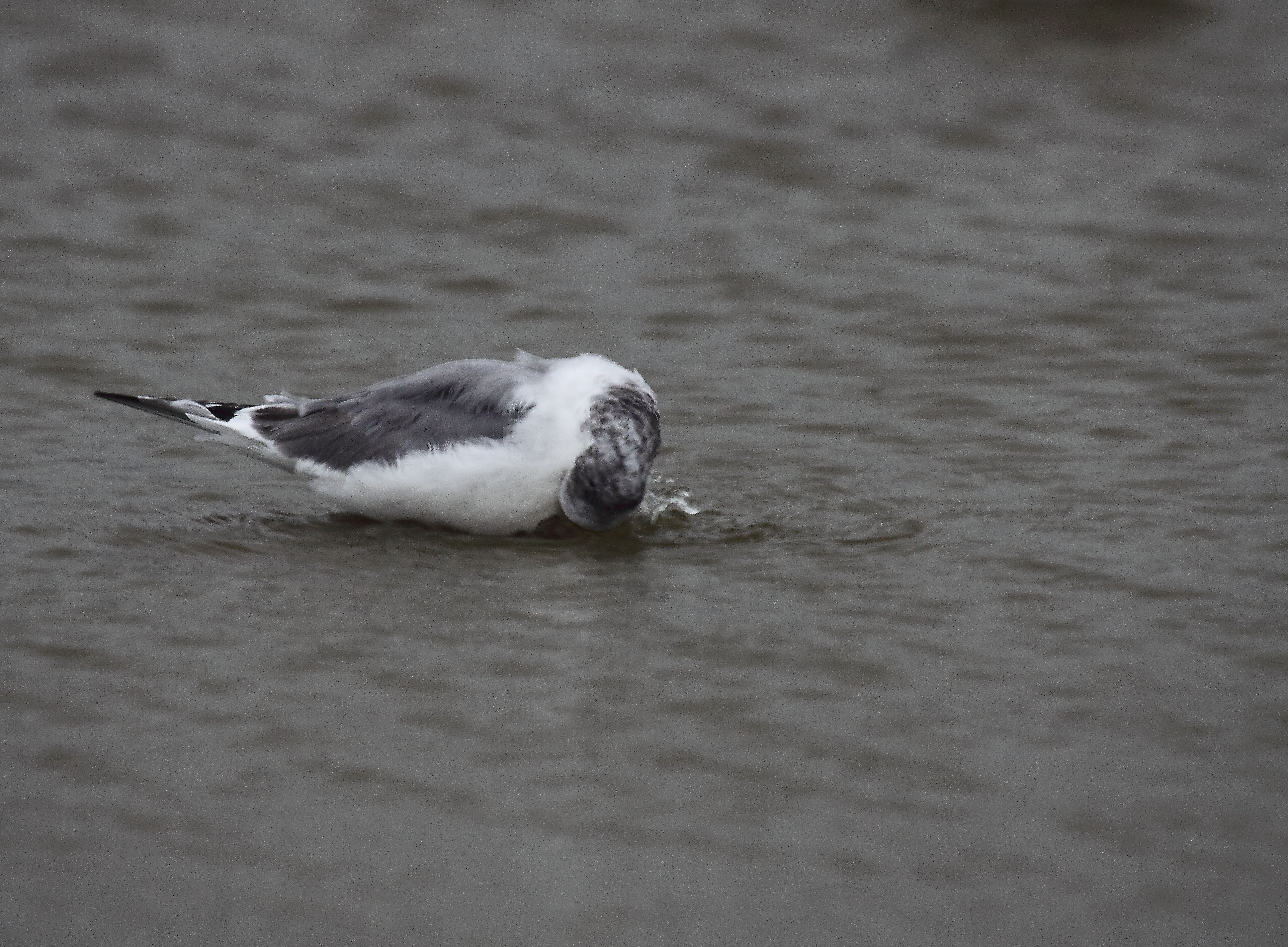 sabines gull 5.JPG
