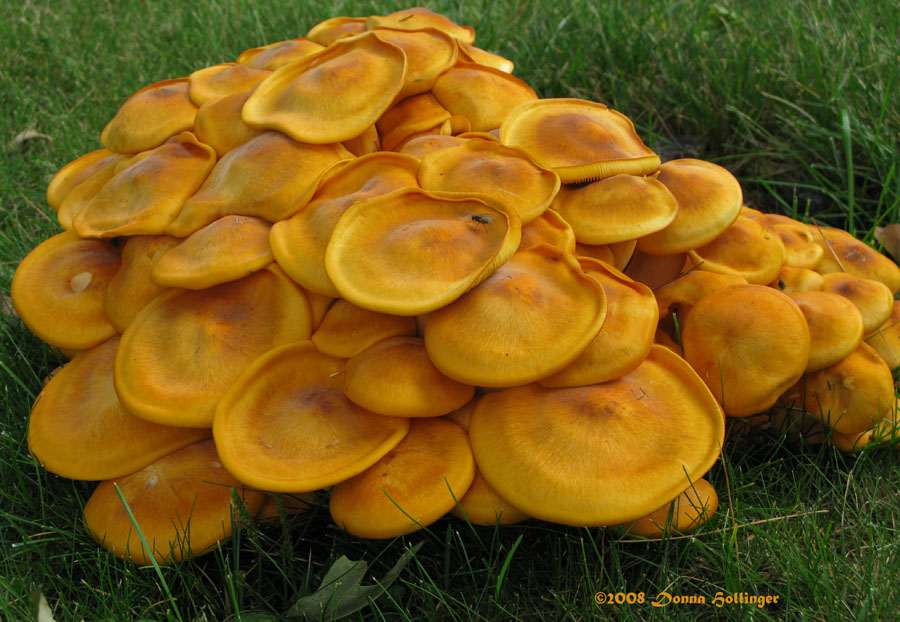 Mellow Yellow Mushrooms