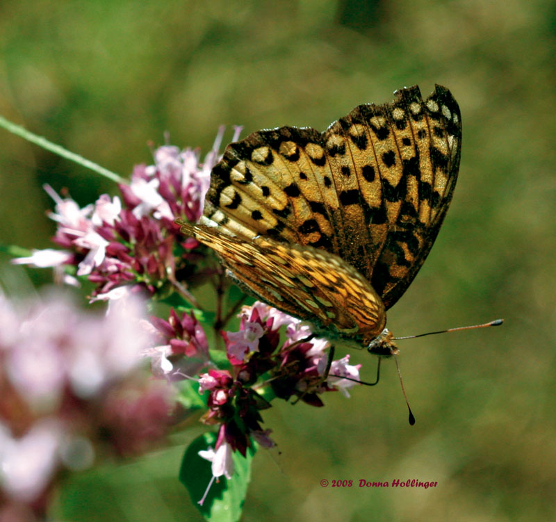 Fritillary