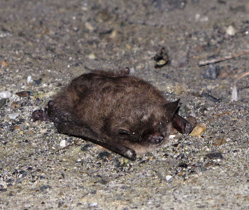 This bat decided to take a nap