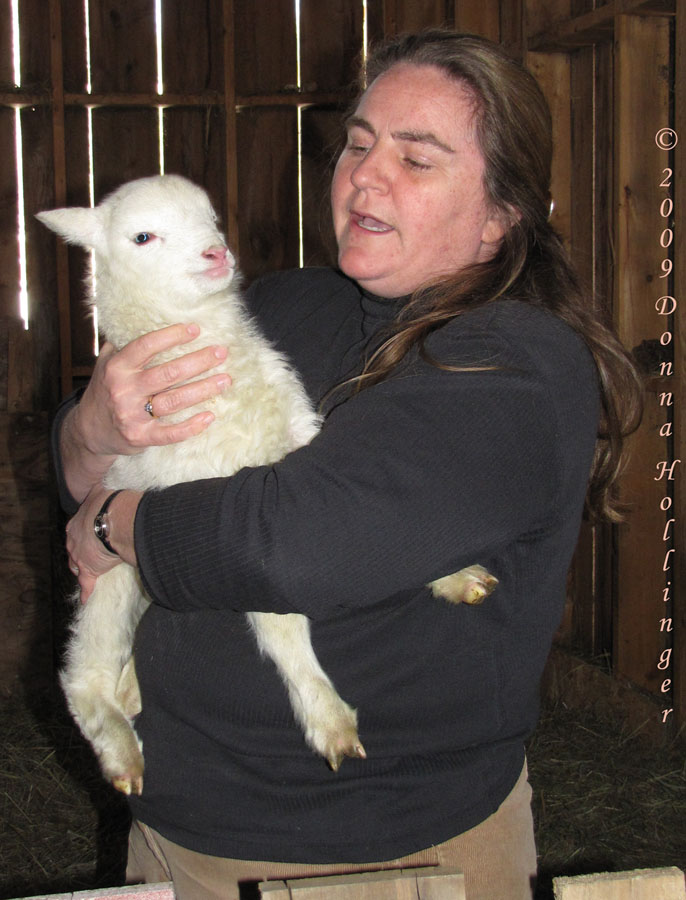 Jean With Lamb At Windy Hill Farm