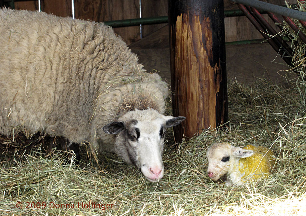Newborn Lamb and MOM