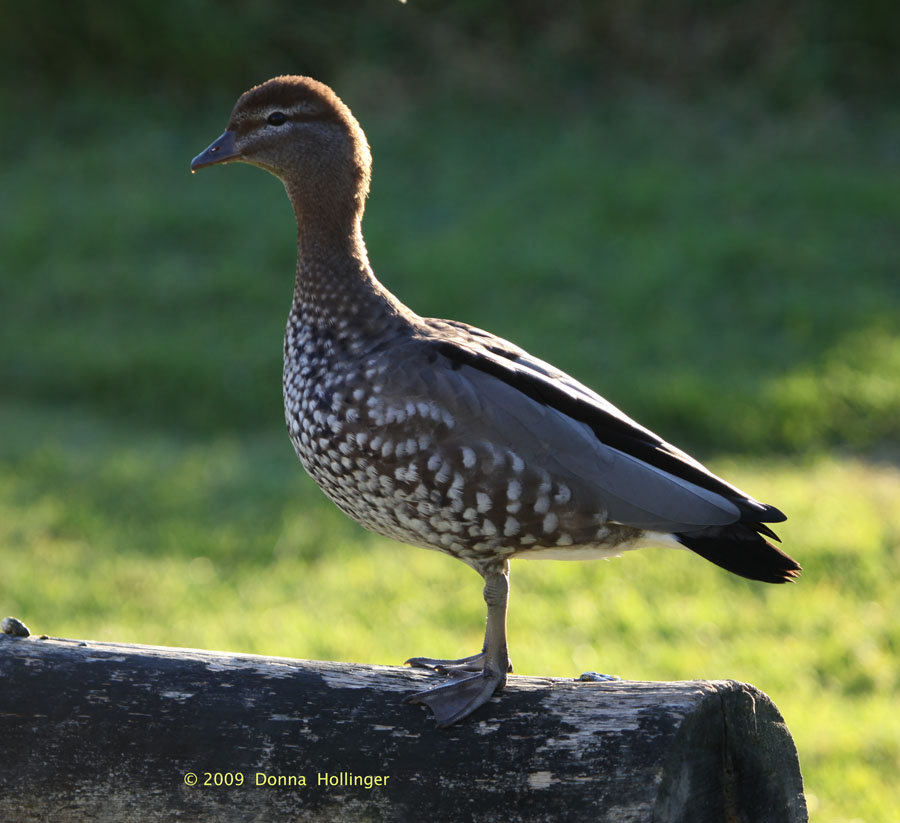 Australian Woodduck