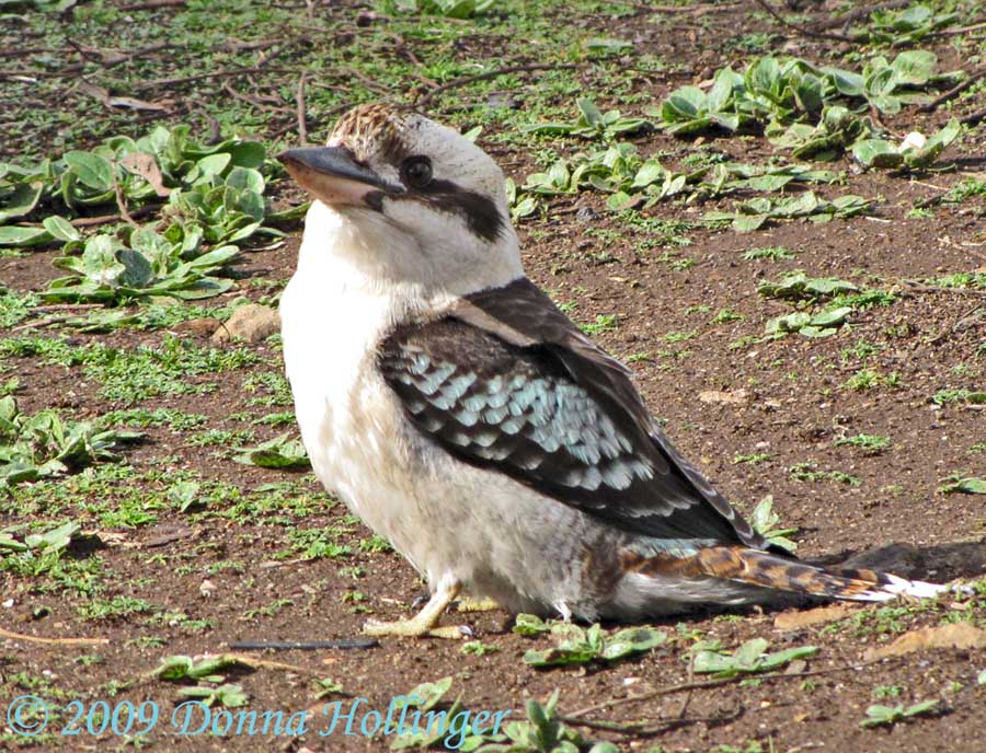 Kookaburra