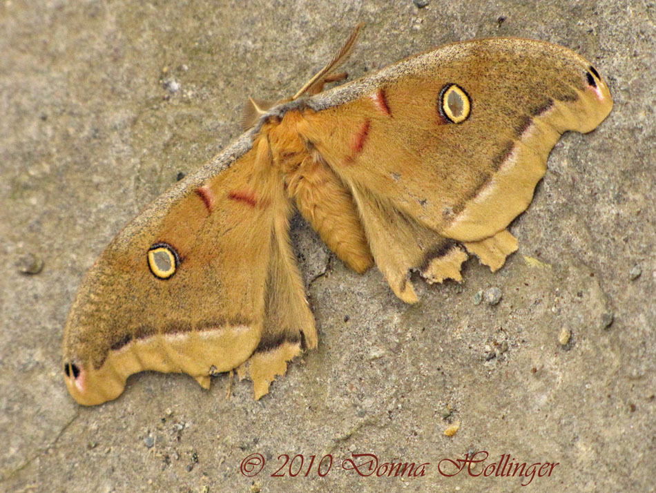 Antheraea polyphemus