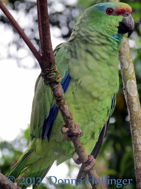 Festive Parrot Talking to Peter and Me