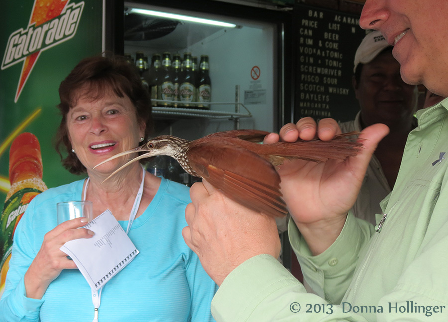 Woodcreeper, who was stunned recovers 