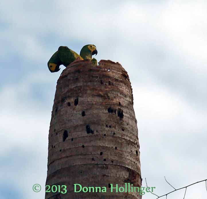 2 Macaws making a nest