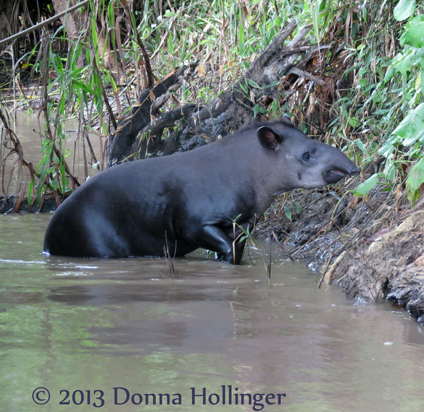 Female Tapir Emerging from the River
