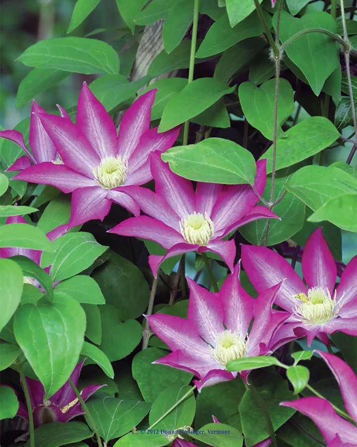 Wish i had a clematis like this one!
