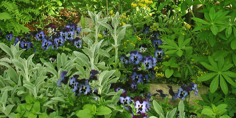 Pansies