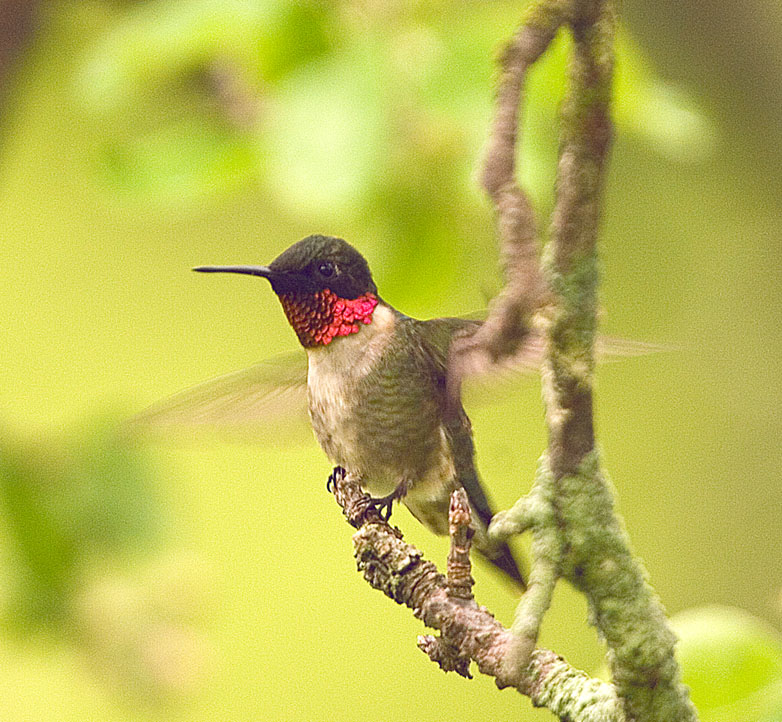 Male Hummingbird