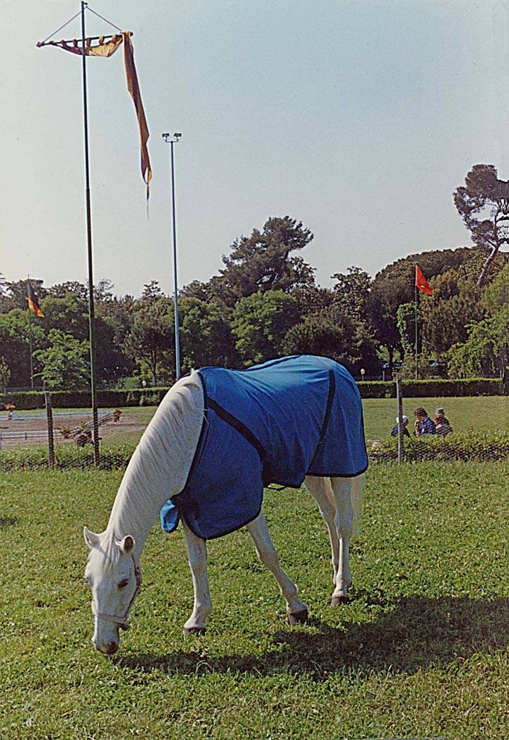 White Horse