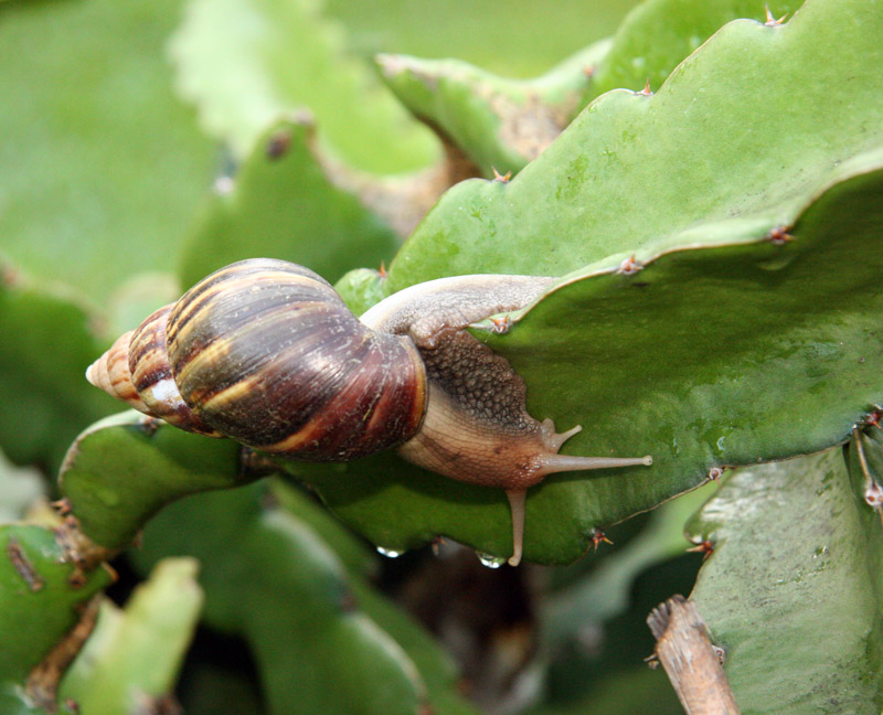 Giant Snail