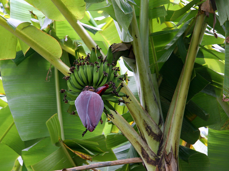 Banana inflorescense