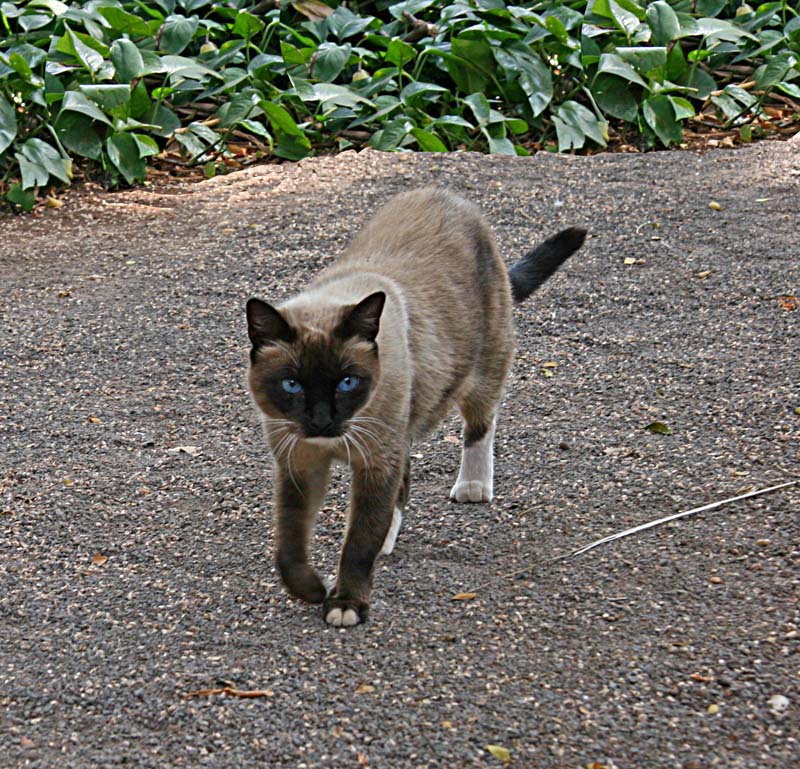 Feral Siamese ( A Miles' lookalike)