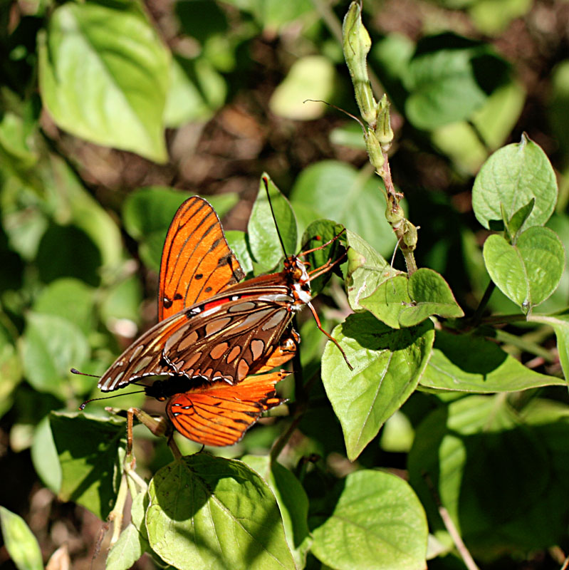 Mating Gulf Fritillaries