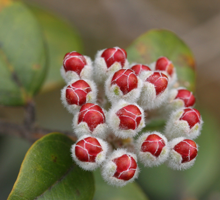 Fuzzy bud