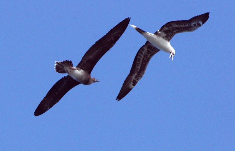 Shearwater and Albatross