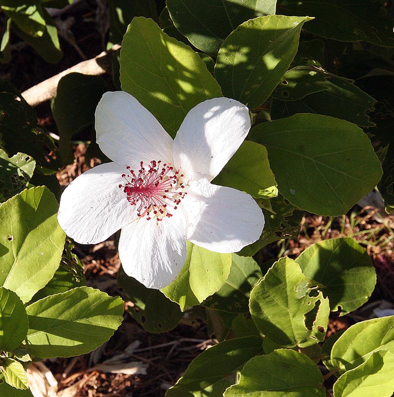 White Hibiscus