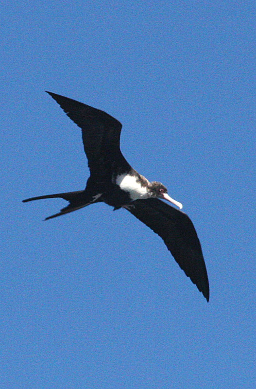 Frigate Bird
