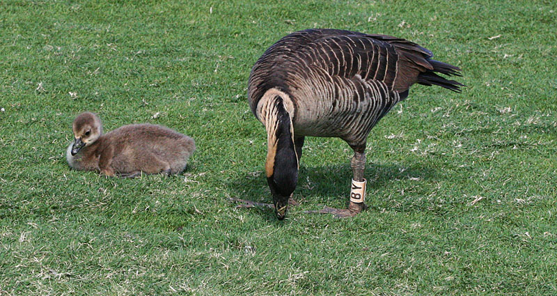 Nene with gosling