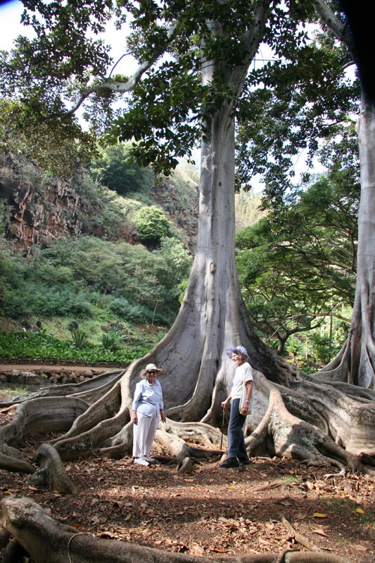 Banyan trees