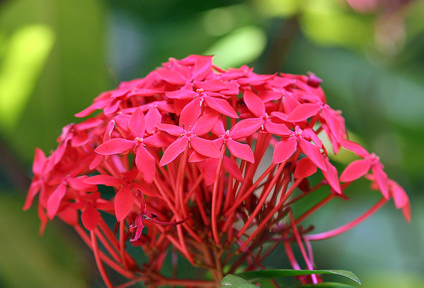 Ixora coccinea, Flame of the Woods