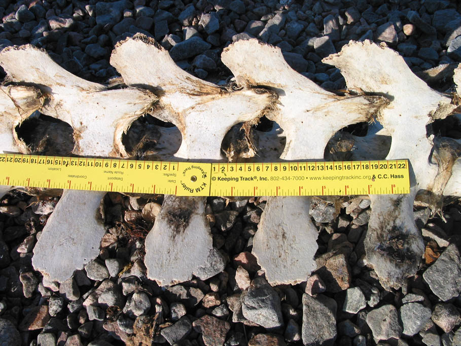 Narwhal vertebrae