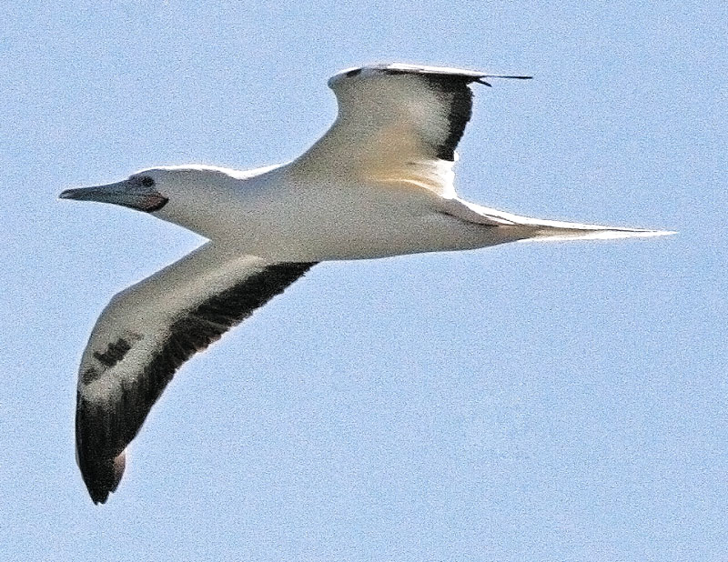 Albatross