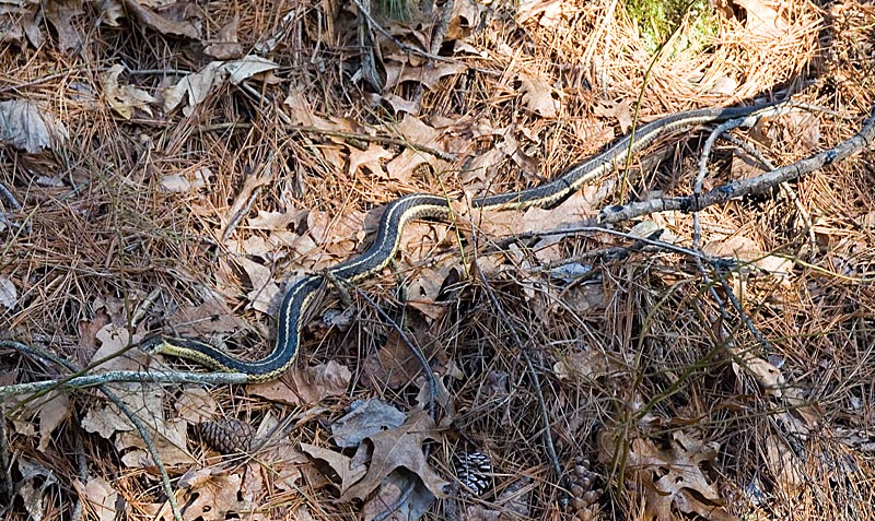 Garter snake 3 foot or so.